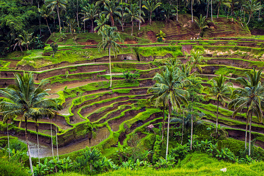 Tegallalang Rice Terrace - Top 10 To Do List